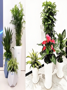 宁波鄞州盆景租摆设计