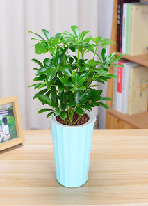 深挖宁波海曙花卉租赁哪家好，不容错过！