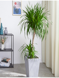 深挖宁波海曙绿植租赁哪家出色，快收藏