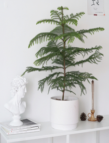 鄞州植物租摆公司，让绿植为您的生活增添色彩！