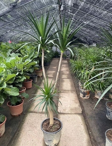 花木租赁哪家强？宁波鄞州专业领航