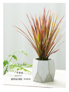 宁波前湾花木租摆价格实惠