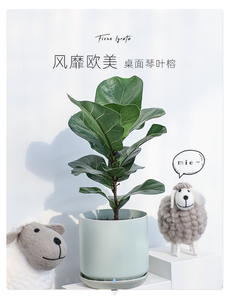 镇海绿植租摆，轻松营造充满活力的工作环境