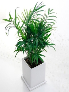 宁波余姚植物出租，服务超棒，绿植焕新办公环境！