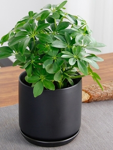 宁波前湾绿植租赁，优质服务，让空间绿意盎然