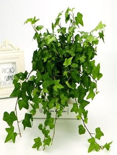 宁波杭州湾植物出租价格实惠