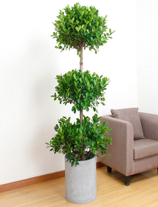 镇海花木租赁价格实惠