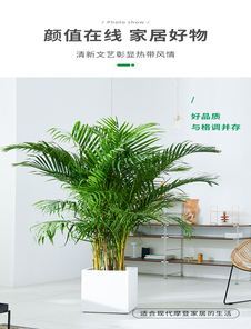 探寻宁波前湾植物租赁，价格亲民，打造绿色小天地！