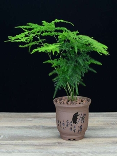 宁波绿植出租服务好