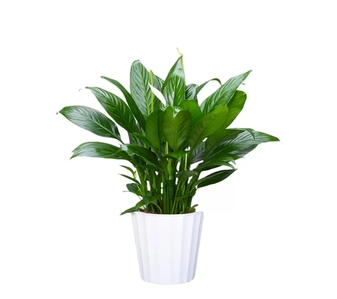 宁波杭州湾绿植租赁专业