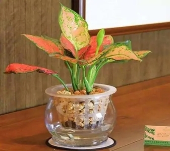 宁波杭州湾盆景租赁超专业，绿植装点美好生活