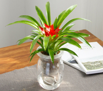 哇塞！宁波杭州湾盆景租摆，服务超一流！