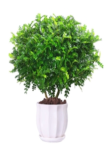 畅享前湾植物租赁，让绿色环绕生活