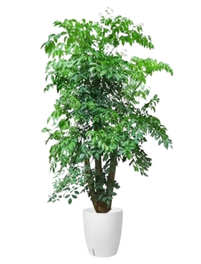 想低价租花卉？奉化这里超实惠！