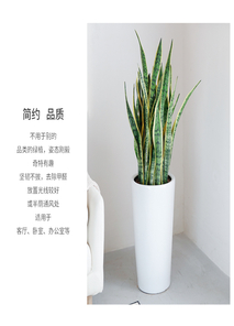 宁波鄞州植物租摆设计，焕新你的空间绿意无限！