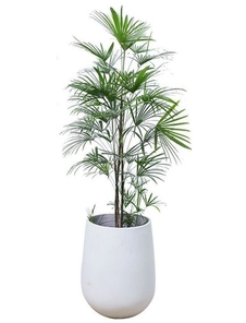 惊喜！杭州湾花木租摆，优质服务惊艳来袭！