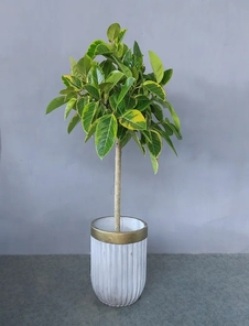 海曙植物租赁哪家值得信赖？快来一探究竟！