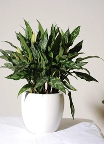 镇海植物出租服务佳，开启绿植租赁好体验！